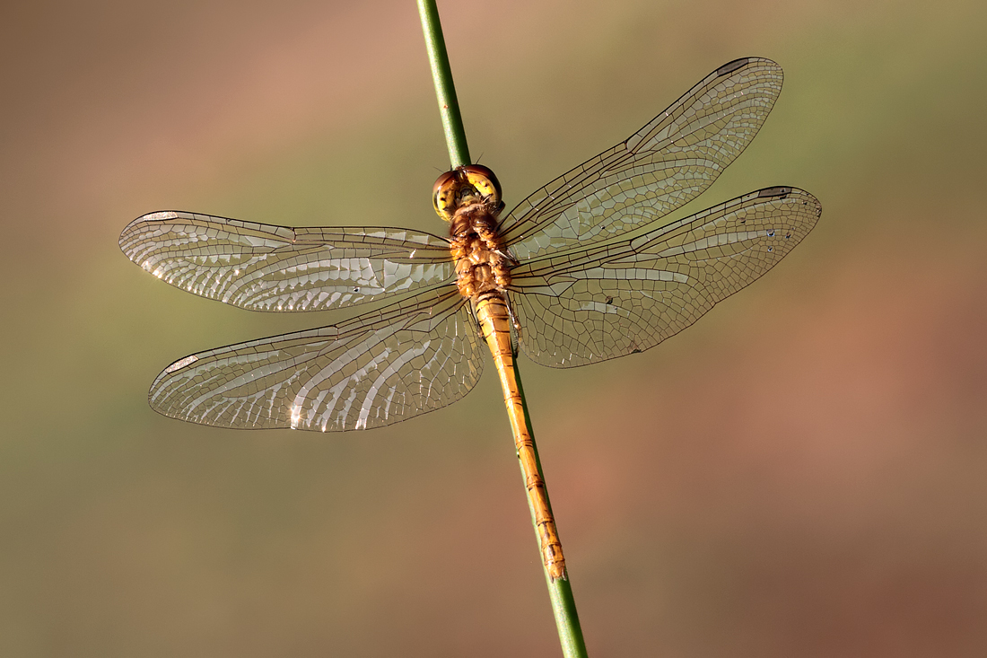 Common Darter female 2